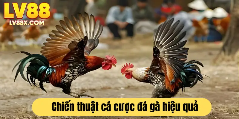 Bí quyết tối ưu chiến thắng khi tham gia đá gà tại nhà cái 