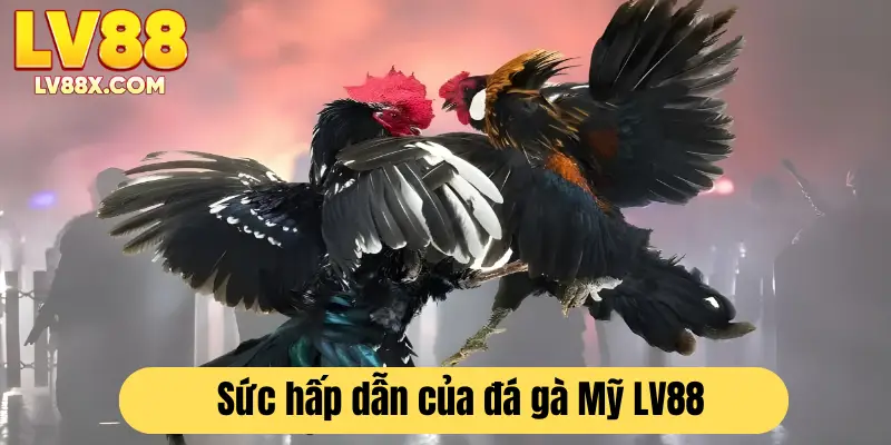 Sức hấp dẫn thu hút người tham gia của đá gà Mỹ LV88 
