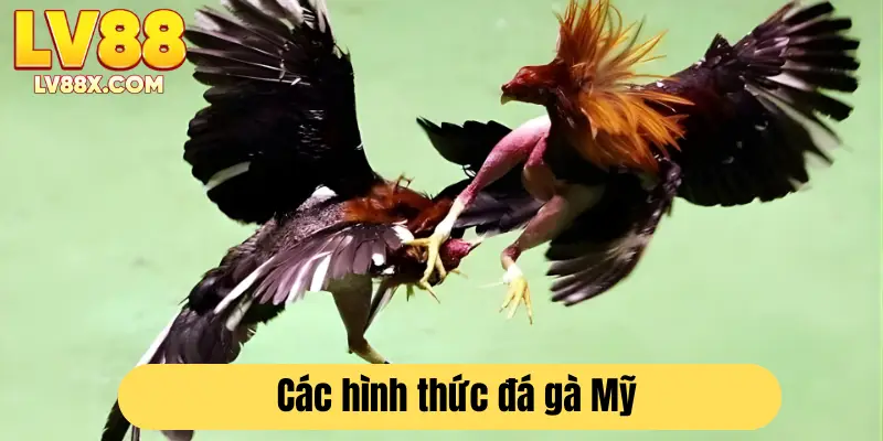 Đá gà Mỹ LV88 có hai hình thức phổ biến 